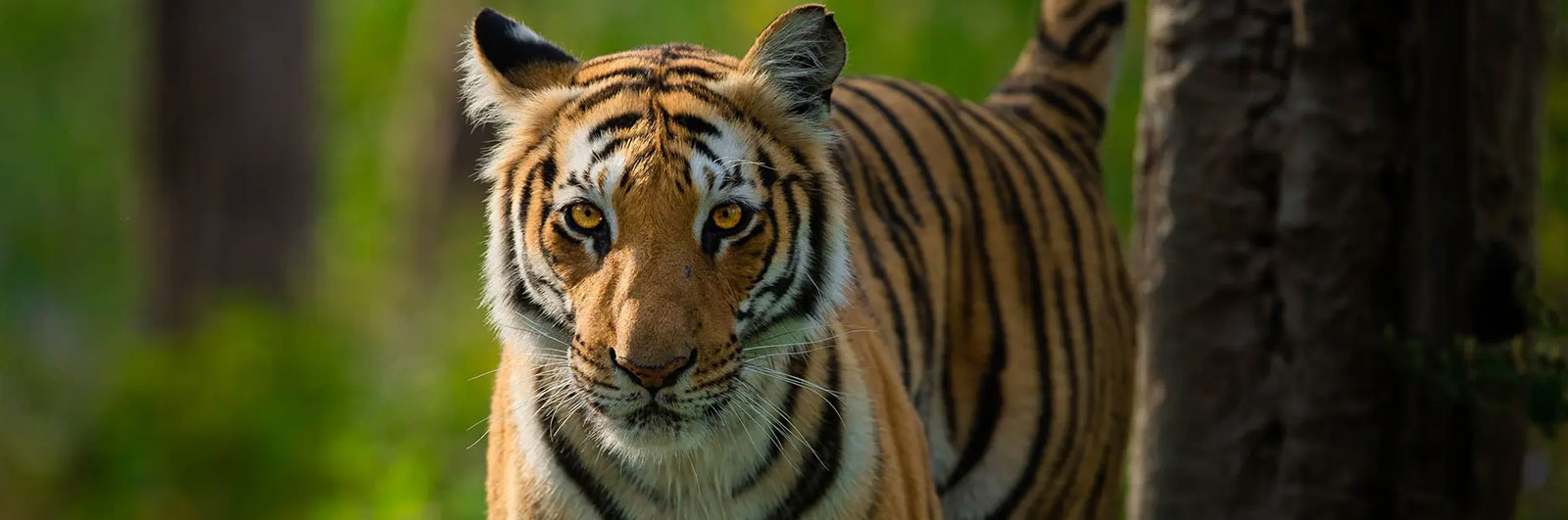 wildlife-tiger-safari